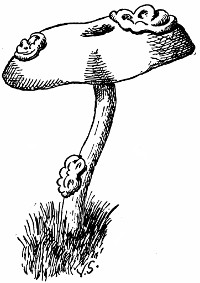 drawing of a Tremella mycetophila on Collybia dryophila