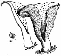 drawing of a Tremellodon gelatinosum.