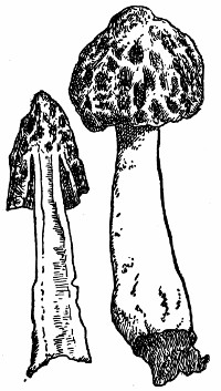 A drawing of a Morchella semilibera